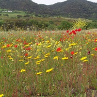 Photo de Espagne - Séville